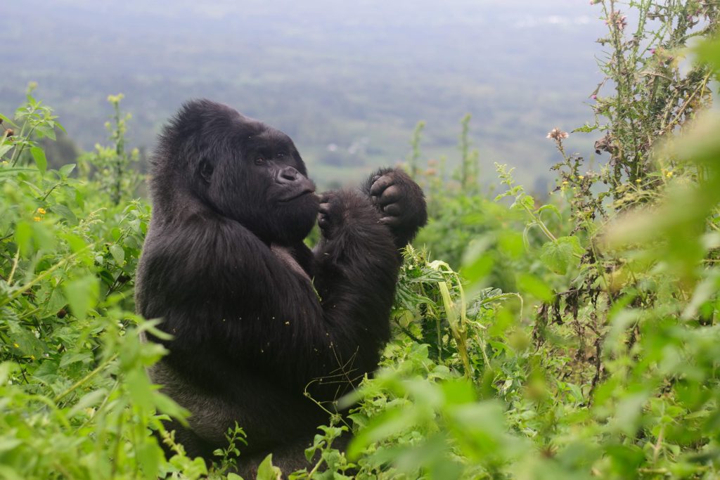 gorilla trekking uganda