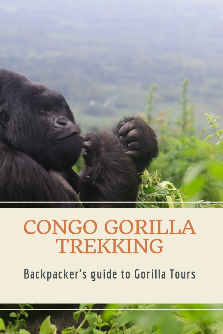 congo gorilla trek